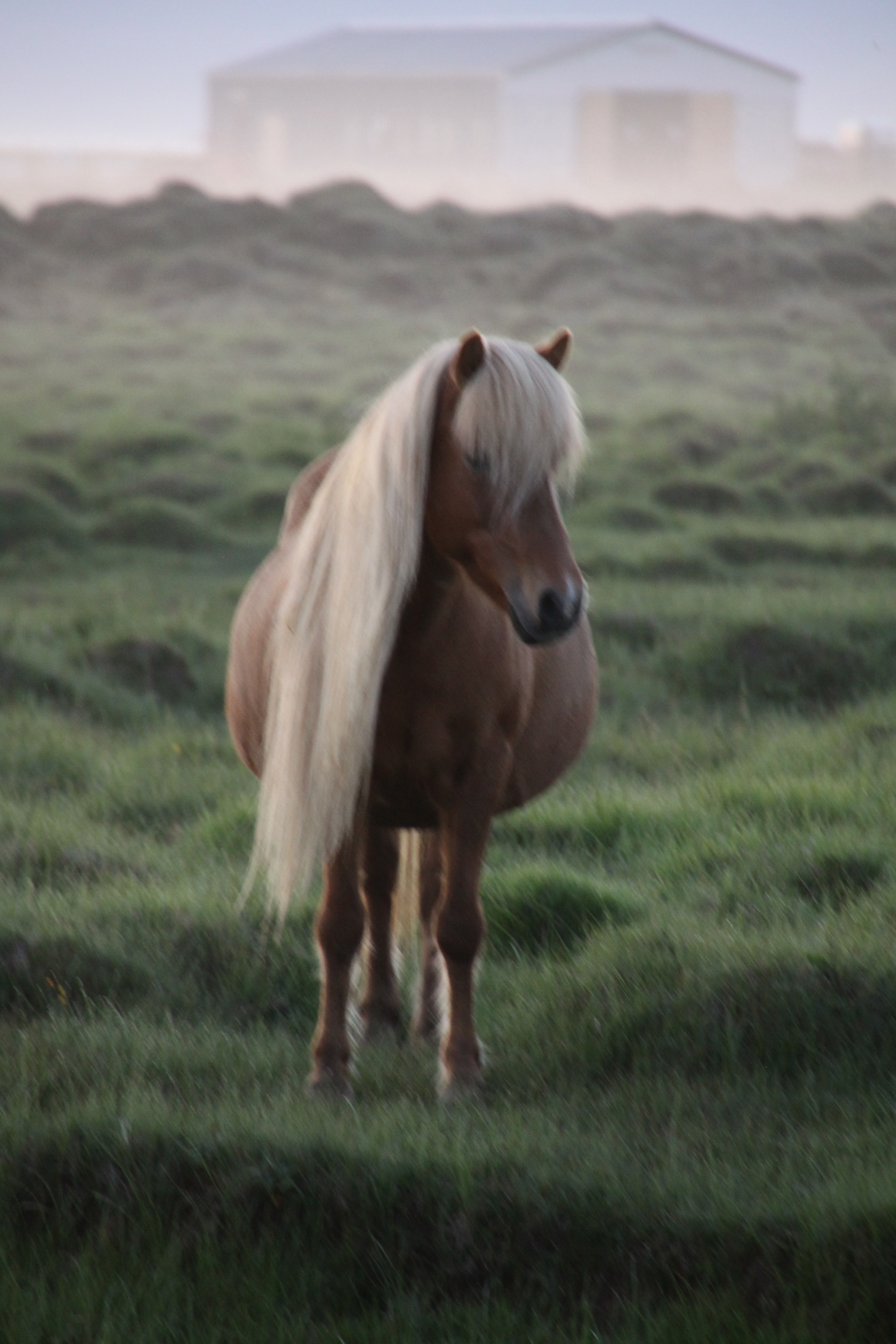 Beauty in the mist